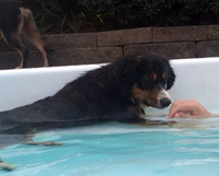 Apollo in the pool