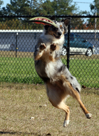 Indigo playing frisbee