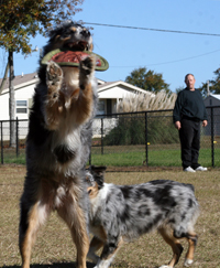 Zeus playing frisbee