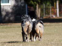 Aussie butts