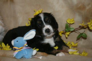 Noah - Male Miniature Australian Shepherd